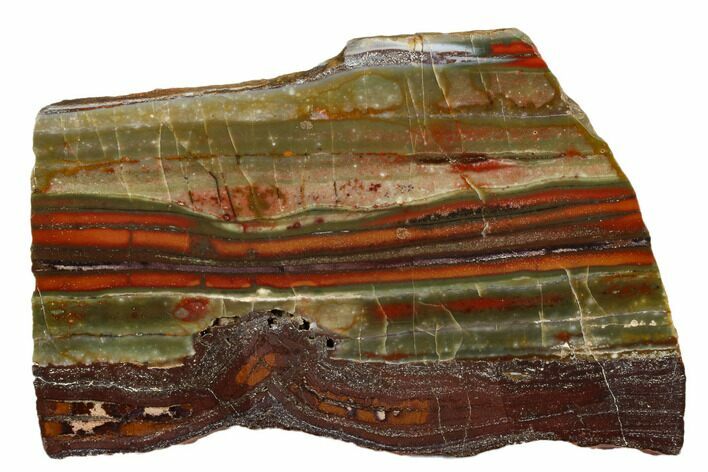 Stromatolite Slice - Pilbara, Australia ( Billion Years) #180182
